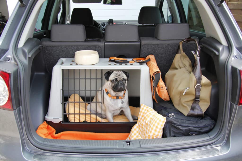 Pug Sitting In A Crate In The Trunk Of A Car