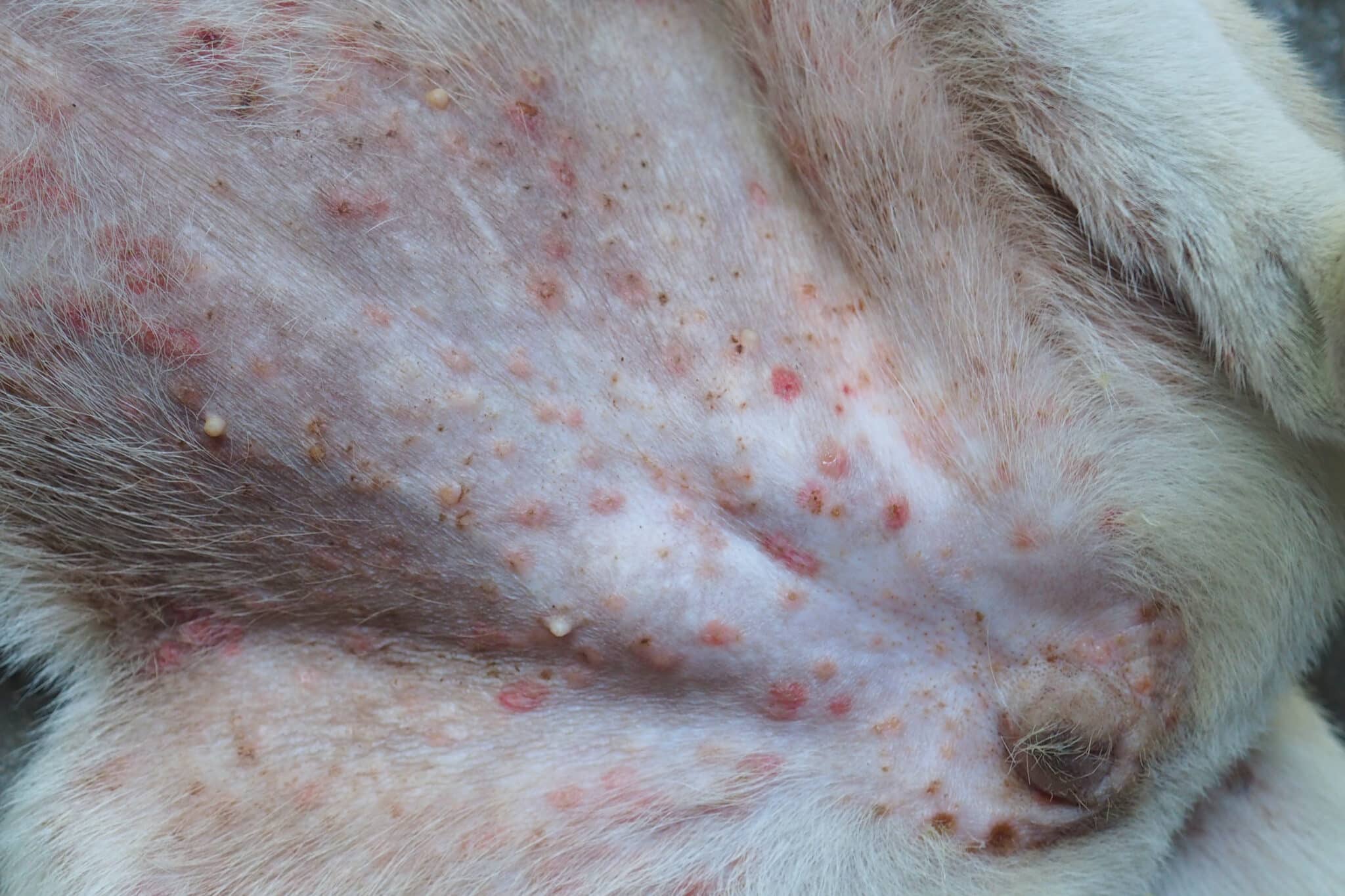 6 Of The Most Common Dog Skin Conditions