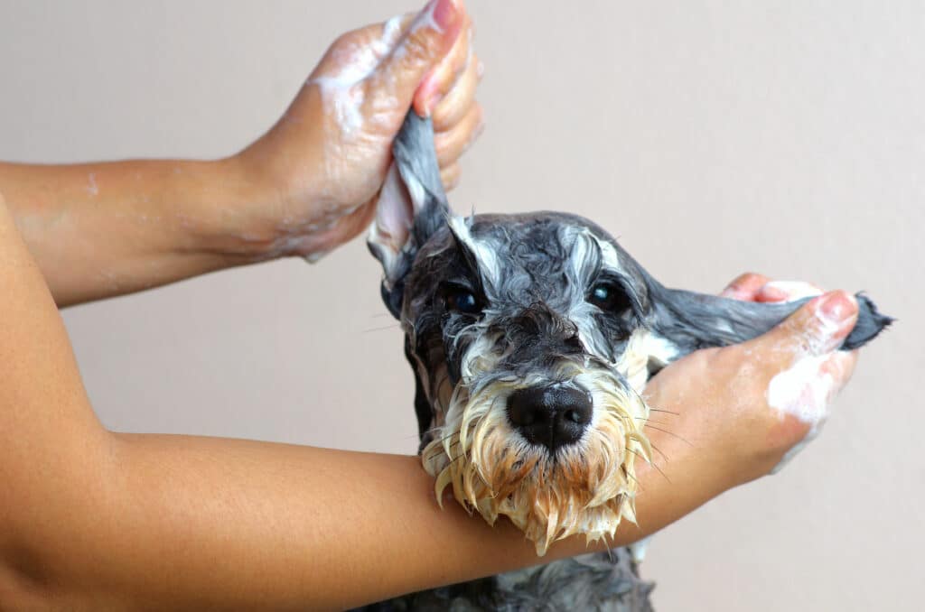 Schnauzer Dog Taking A Bath