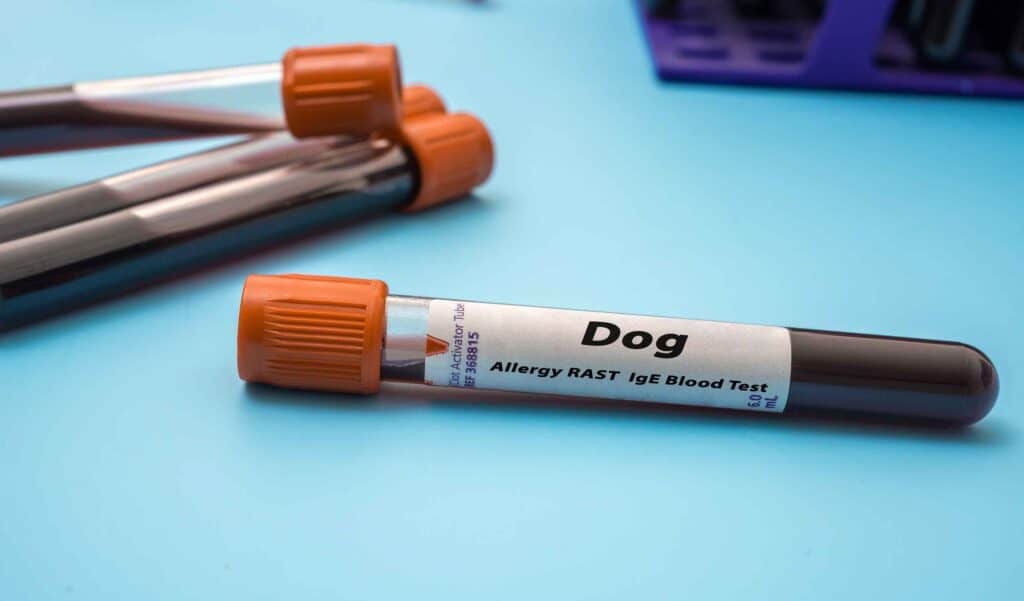Seasonal Allergies In Dogs Dog Allergy Rast Ige Blood Tests
