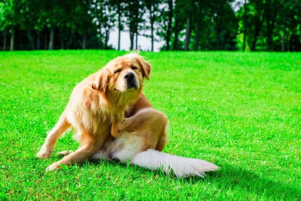 The Labrador Dog Sits In The Meadow, Scratches His Torso With His Feet