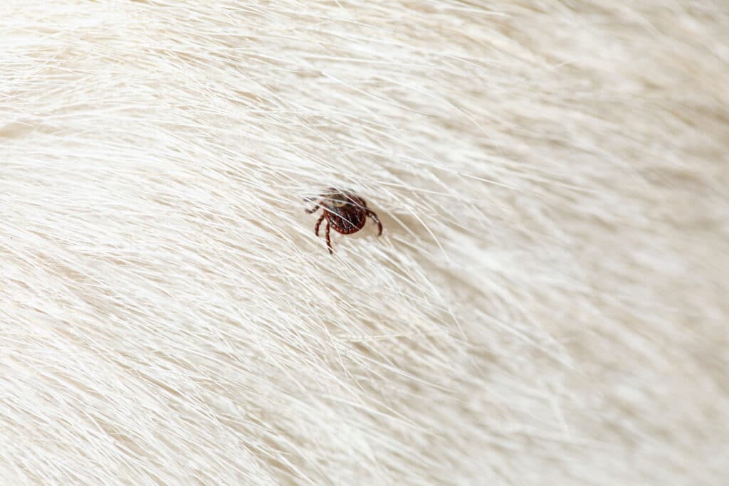 Ticks, One Of The Many Dog Skin Conditions Canines Suffer From