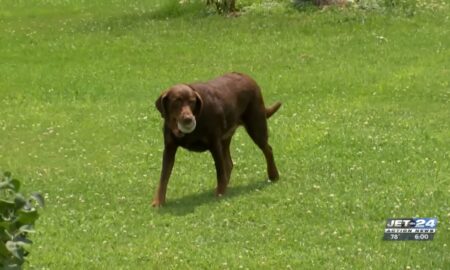 Tucker The Chocolate Labrador With A Tennis Ball