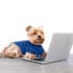 Yorkshire Terrier Dog In Front Of A Laptop On White Backgraund