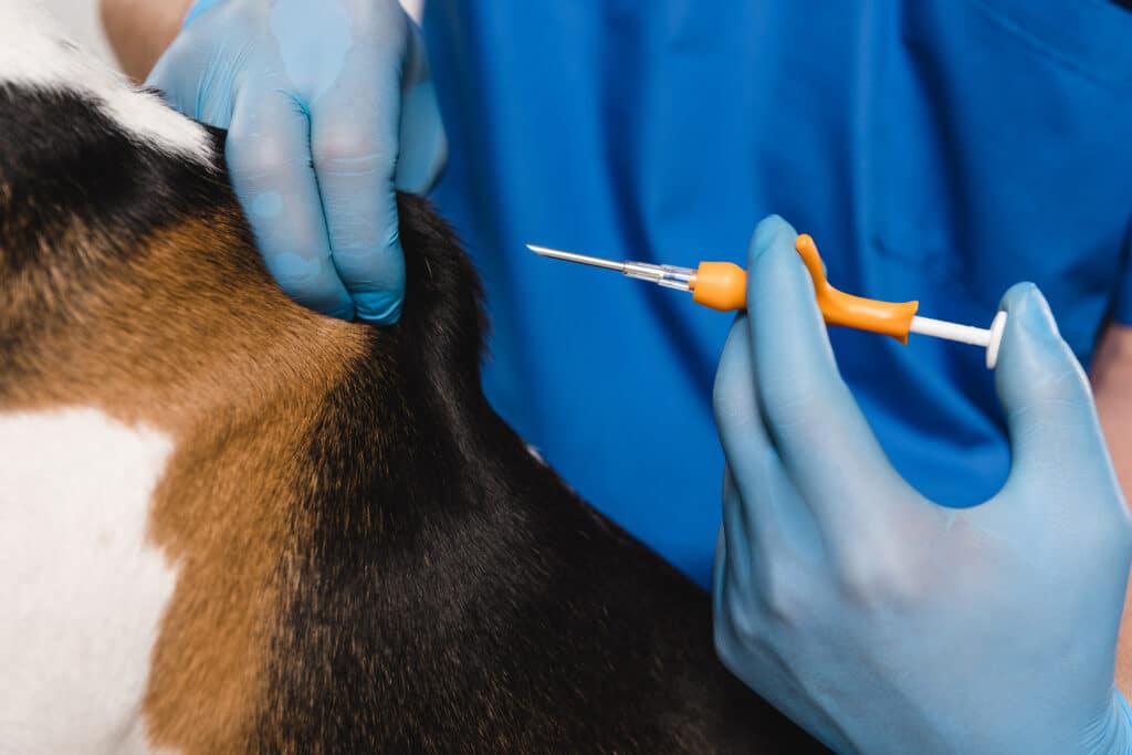 Close Up View Of Veterinarian Holding Syringe For Microchipping Beagle Dog