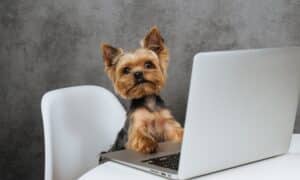 yorkshire terrier in front of laptop computer