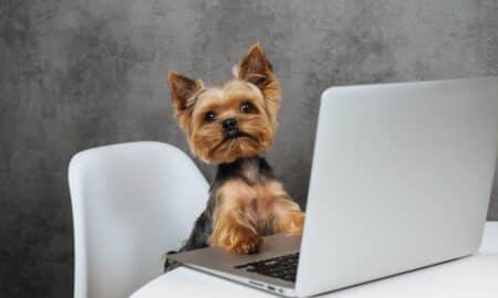 Yorkshire Terrier In Front Of Laptop Computer