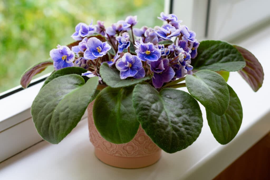 Violeta africana em flor no parapeito de uma janela
