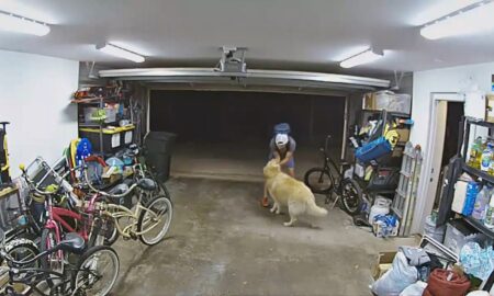 Bike Thief Befriending A Golden Retriever Before Stealing A Bike