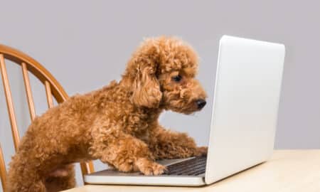 Brown Poodle Dog Typing On Laptop Computer On Table