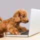 Brown Poodle Dog Typing On Laptop Computer On Table