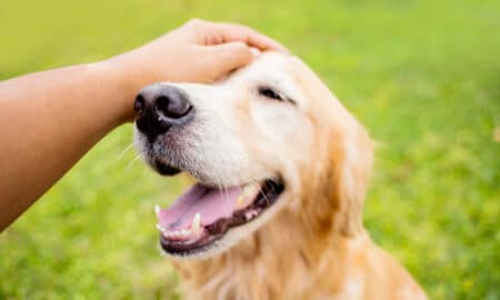 Cute Golden Retriever Dog Smiles Enjoying Being Pet
