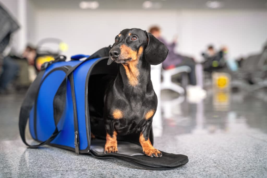 Dachshund Dog Sits In Blue Pet Carrier In The Airport