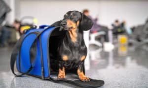 Dachshund Dog Sits In Blue Pet Carrier In The Airport