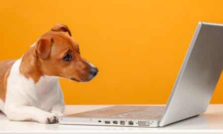 Dog Staring At Laptop