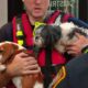 Dogs Rescued At District Dogs