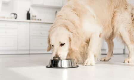 Golden Retriever Eating Dog Food From Metal Bowl In Kitchen