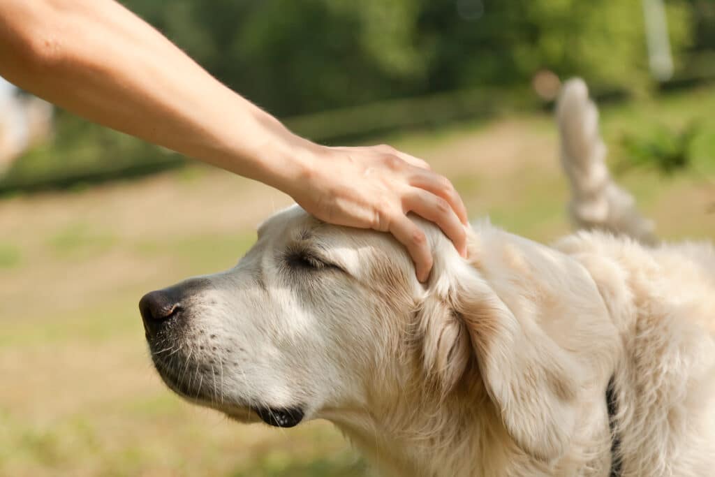 Hand Patting A Golden Retriever In The Park