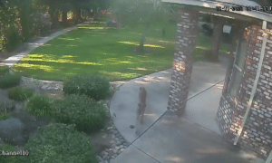 Home Security Footage Showing A Mountain Lion And A Dog