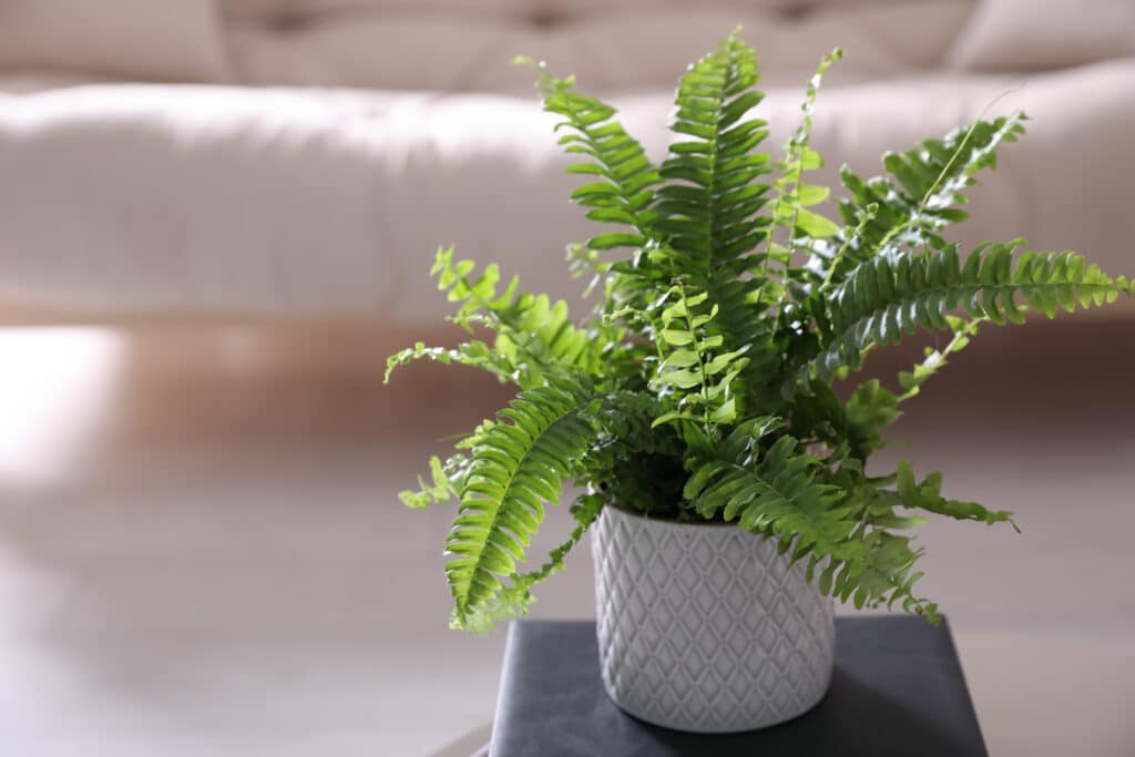 Potted Boston Fern On Book In Living Room