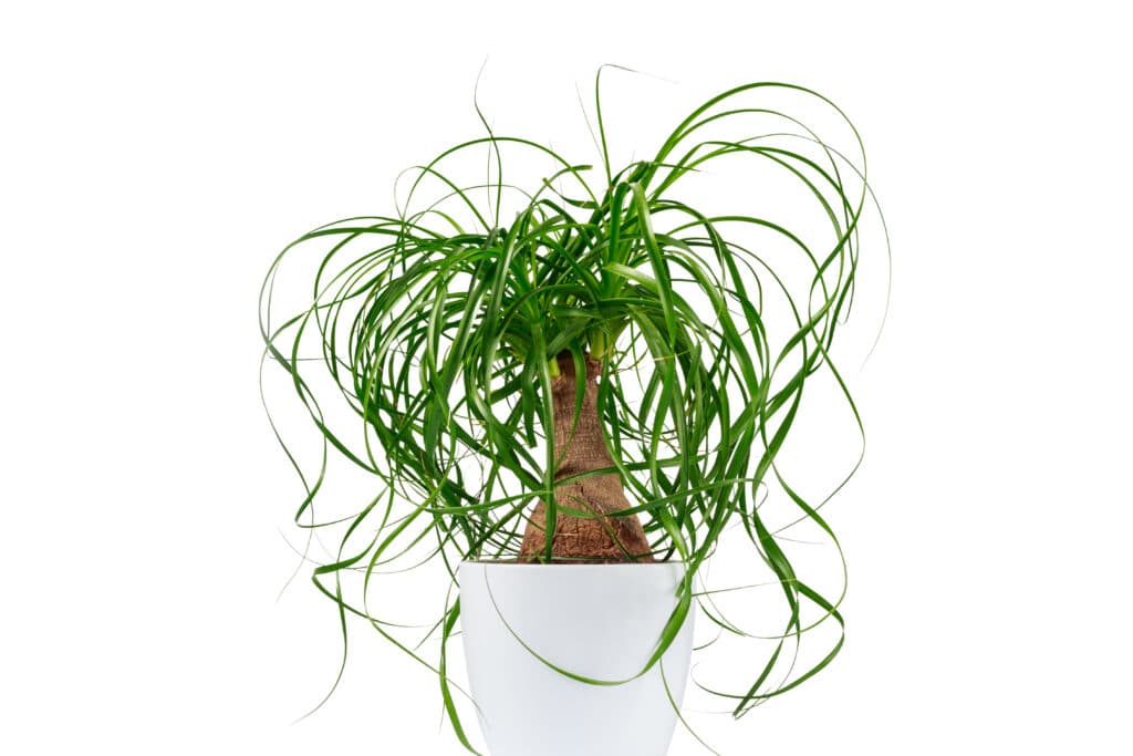 Potted Evergreen Ponytail Palm Isolated On White Background