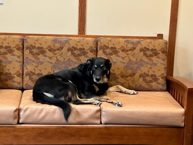 Scout On The Couch He Slept In When He Was Still Sneaking Into The Nursing Home