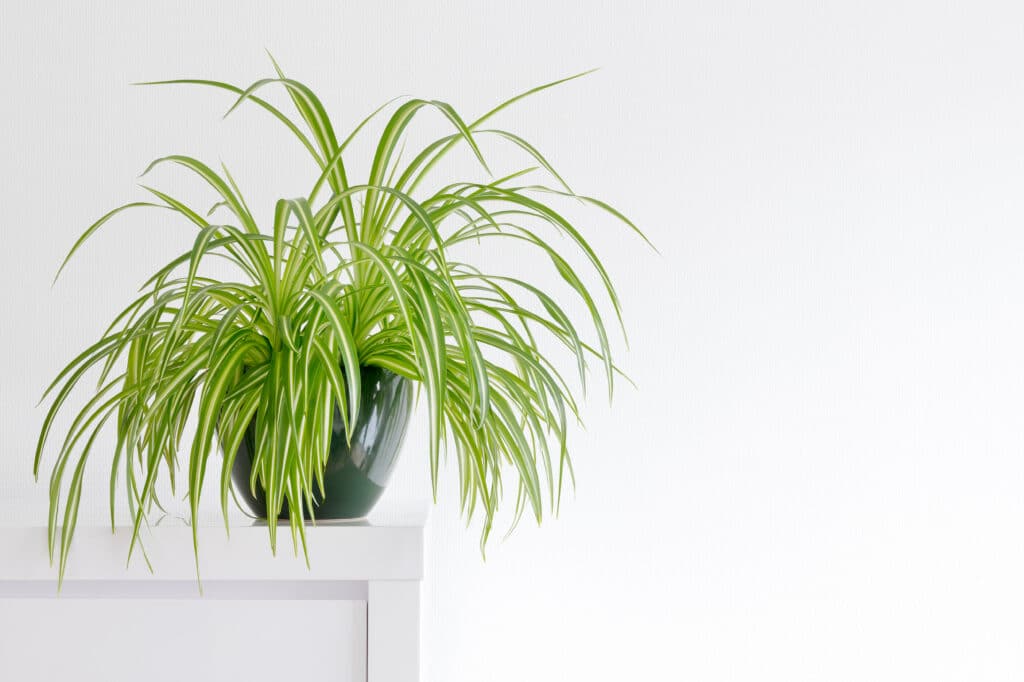 Spider Plant In Front Of A Light Wall In A Green Pot