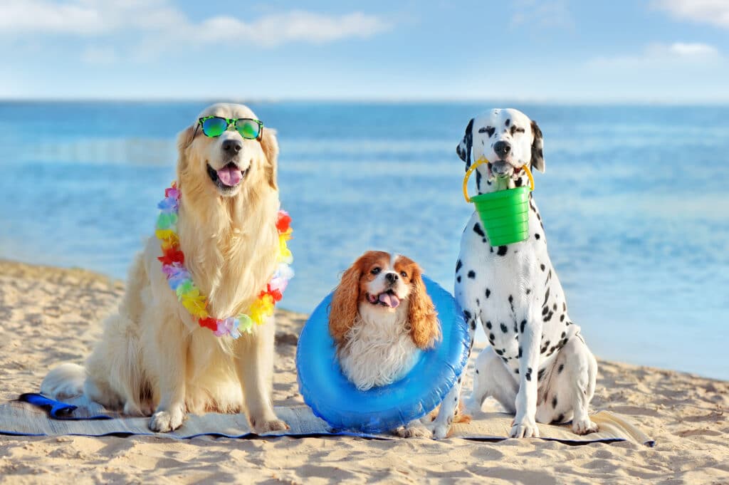 Three Dogs At The Pet Friendly Beach