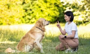 Woman Playing With Golden Retriever Dog Outdoors