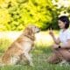 Woman Playing With Golden Retriever Dog Outdoors