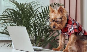 Yorkshire Terrier In A Shirt Looking At A Laptop