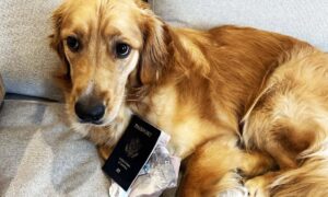 Dog With Passport
