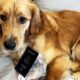 Dog With Passport