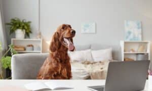 Big Dog Using Laptop At Desk In Home Interior