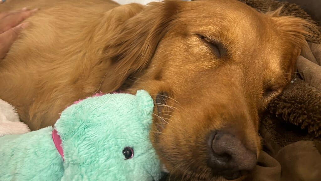 Close Up Of Stevie The Golden Retriever With Her Toy