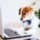 Cute Jack Russell Dog Working On Laptop At Home