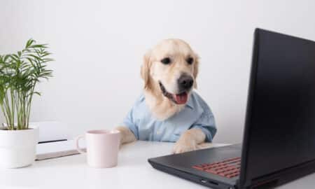 Dog Looks At A Laptop, Working In Glasses And A Shirt.