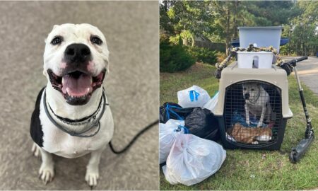 Dog Thrown Out With The Trash Finds His Forever Home