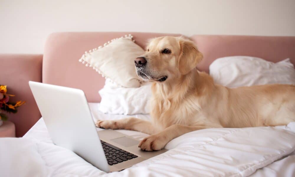 Golden Retriever Lying On Bed Using The Laptop