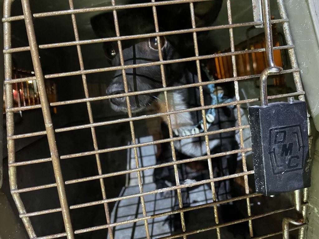 Picture of Passenger's Dog That Went Missing In World's Busiest Airport Is Finally ...