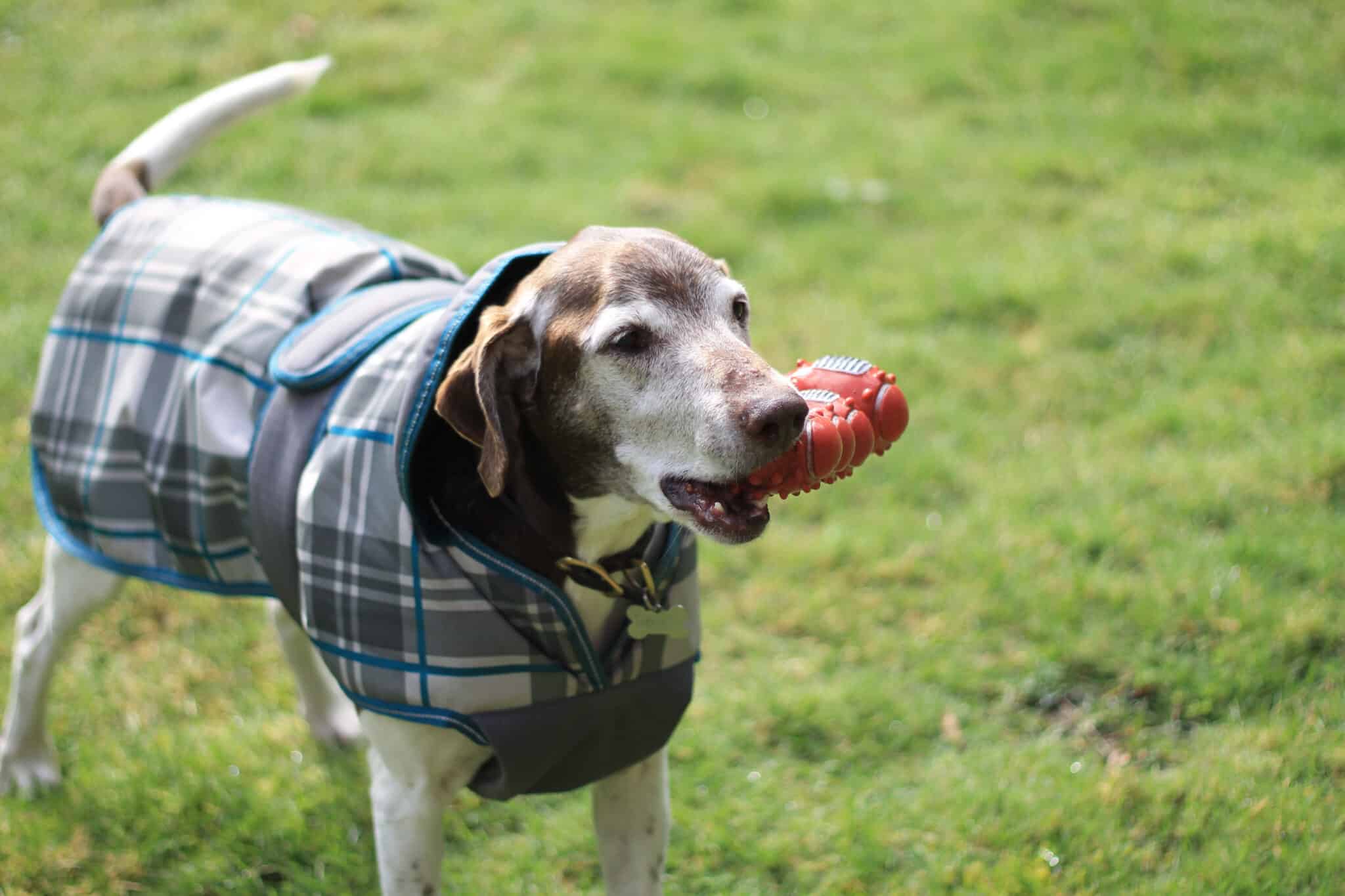 Early Riser Dog Dog Dementia 101: How To Spot Early Signs And Help Your Dog – The ...