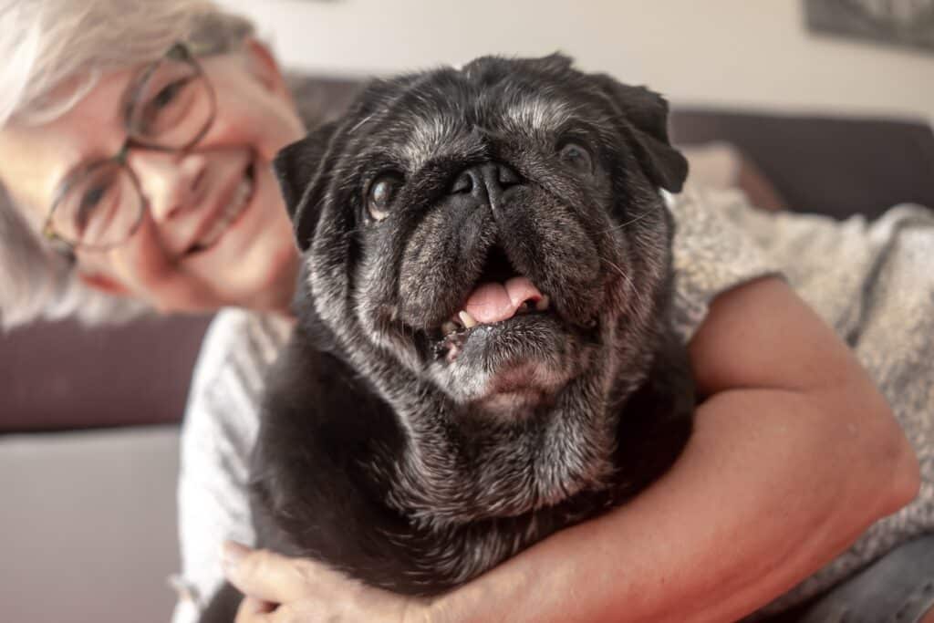Senior Dog Pug With Owner In The Background