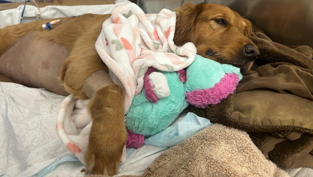 Stevie The Golden Retriever Recovering From Surgery