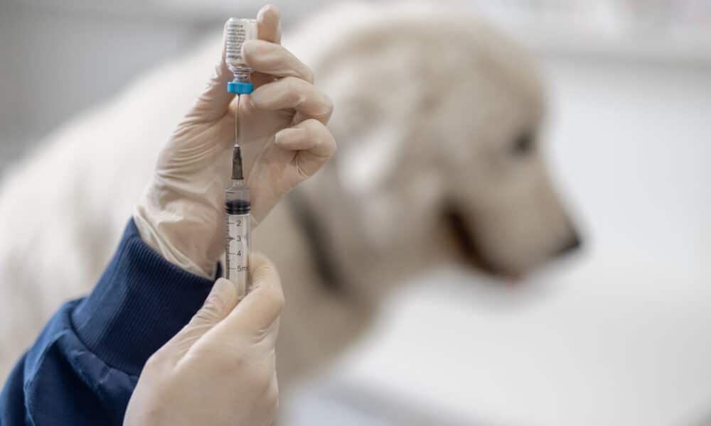 Veterinarian Holding Syringe With Vaccine Near Big White Dog In Clinic