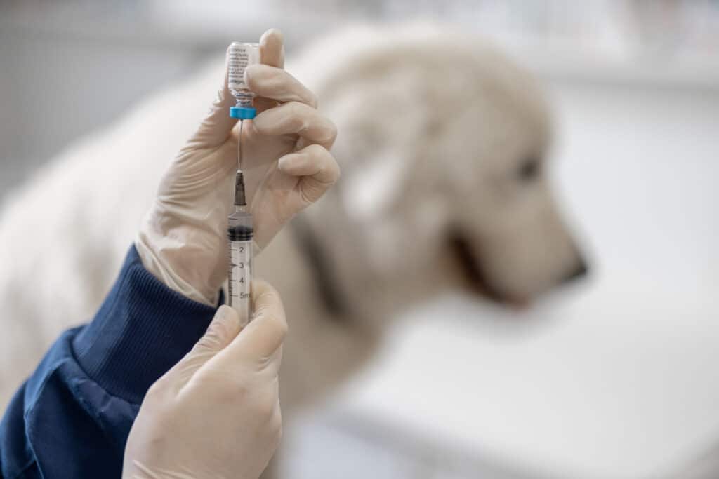 Veterinário segurando seringa com vacina perto de um grande cachorro branco na clínica
