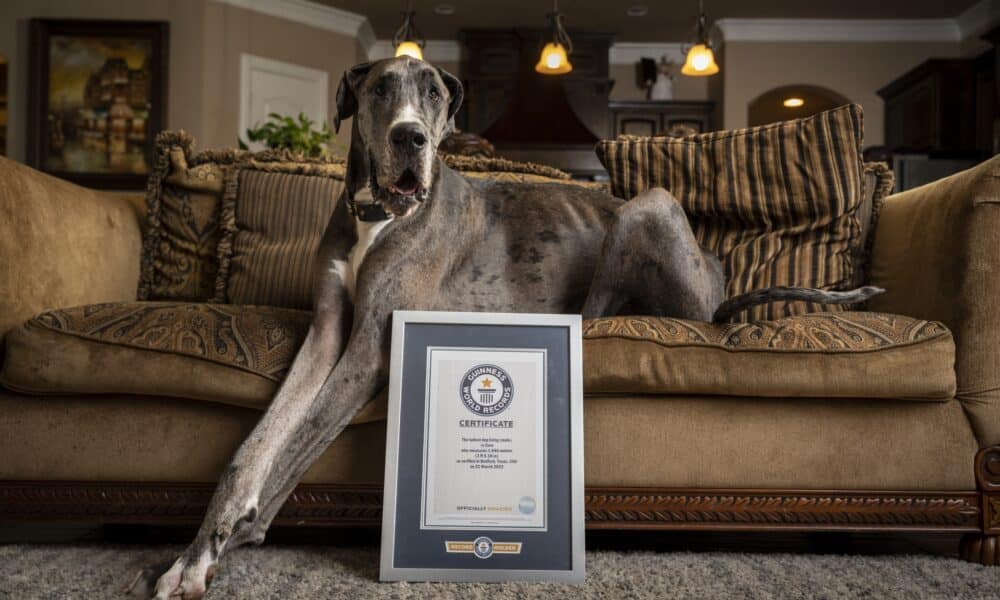 Zeus The Tallest Living Male Dog With His Owner