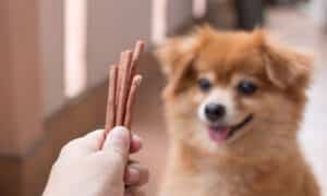 An Image Of Adorable Brown Dog Is Waiting For Eat Chew Snacks Stick From Owner Hand
