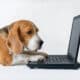 Beagle In Front Of A Laptop On A White Background