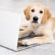 Beautiful Dog With Laptop Lying On Floor In Light Room