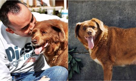 Bobi, The World'S Oldest Dog, Passes Away